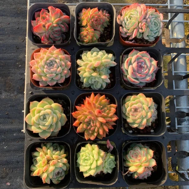 多肉植物盆栽组合套餐，精品美肉，12颗一组，随机发货