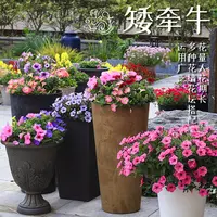 海蒂的花园矮牵牛好养易爆盆阳台可垂吊开花花卉植物盆栽小盆栽苗