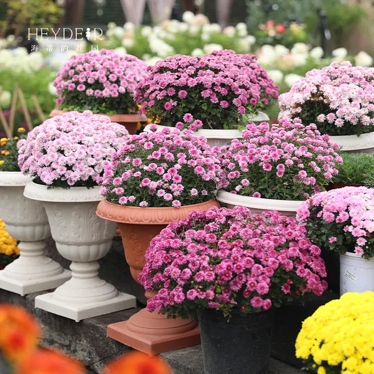 海蒂的花园球菊粉黛秋天开花花色多庭院阳台观赏花卉小苗盆栽苗