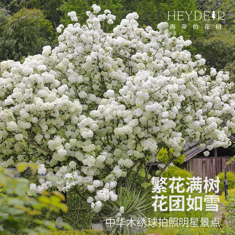 海蒂的花园中华木绣球斗球白色花卉大型庭院别墅观赏植物盆栽树苗