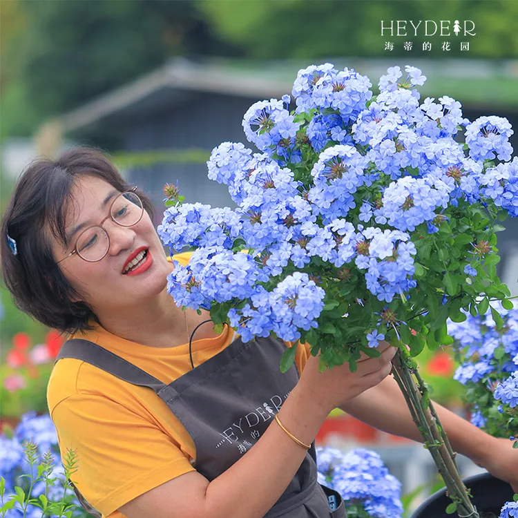 海蒂的花园蓝雪花耐热可攀援蓝雪花庭院花园观赏植物盆栽苗