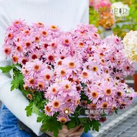 海蒂的花园洋菊粉水晶多品泡泡菊多年生好养护易爆花阳台盆栽花苗