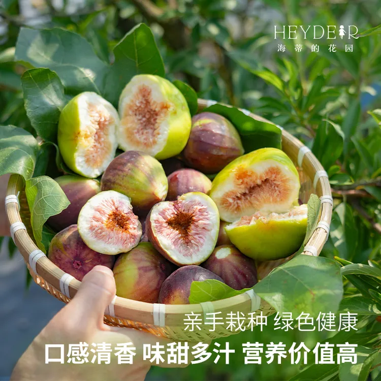 海蒂的花园无花果树水果树苗地栽庭院食用结果室外植物盆栽苗