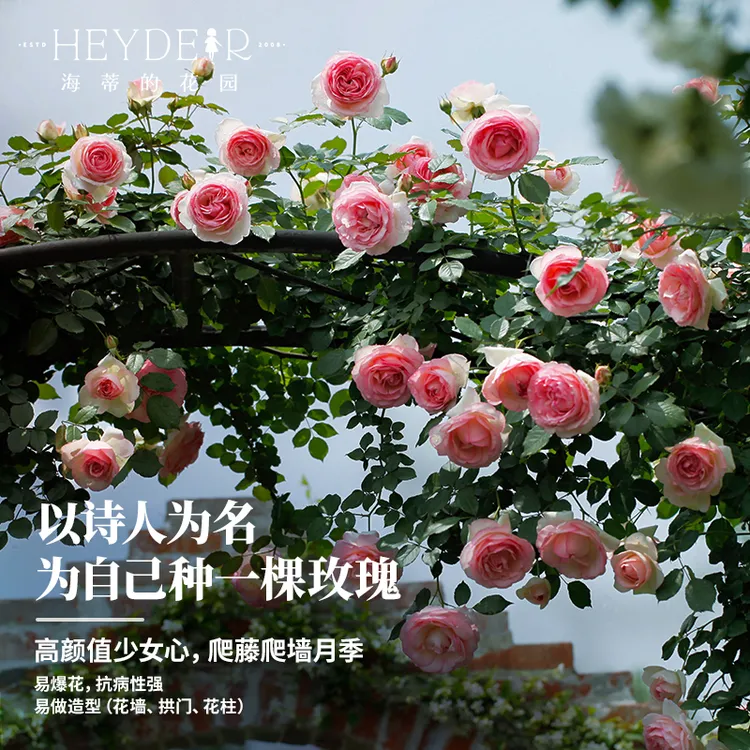 海蒂的花园粉色龙沙宝石藤本月季庭院花墙拱门盆栽爬藤植物盆栽苗
