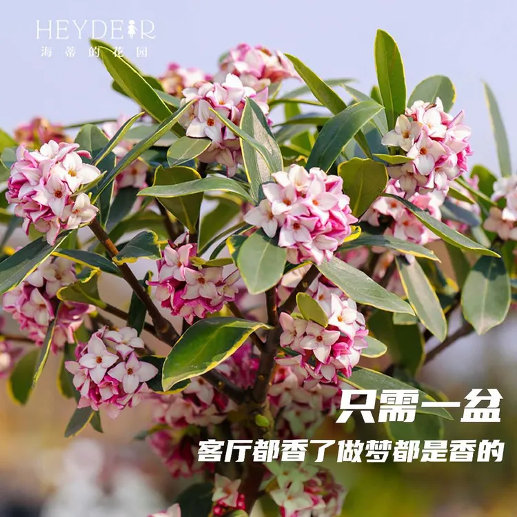 海蒂的花园瑞香花香味浓郁室内常绿叶灌木阳台观赏花卉植物盆栽苗