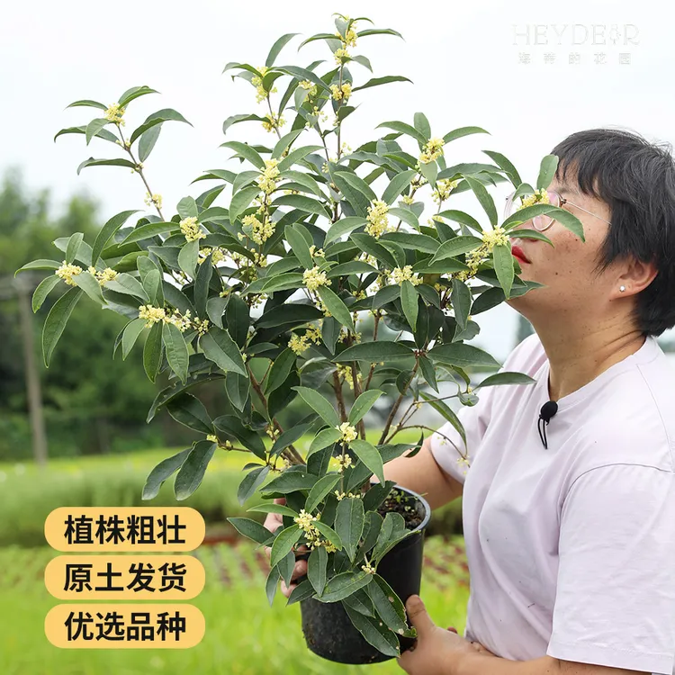 海蒂的花园桂花树四季桂树苗多季开花浓香常绿庭院楼顶植物盆栽苗