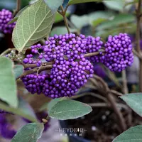 矮紫珠中吉灌木切花花卉素材露台庭院花园观果盆栽花苗