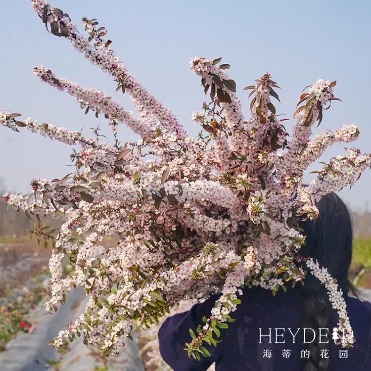 海蒂的花园雪柳粉色喷雪花灌木庭院楼顶室外植物多年生耐寒盆栽苗