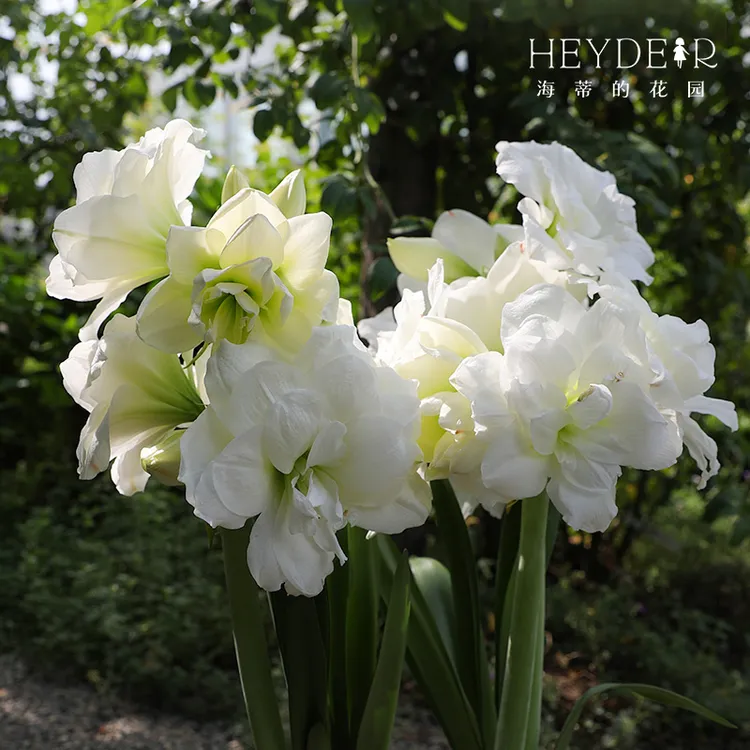 海蒂的花园朱顶红进口球多品盆栽种球新手好养护花卉阳台室内植物