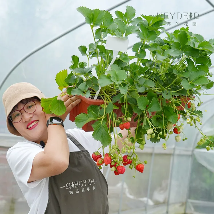 海蒂的花园草莓水果果苗盆栽地栽庭院阳台食用结果室外植物盆栽苗