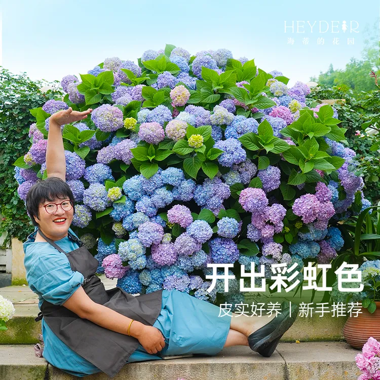 海蒂的花园无尽夏绣球多品适合庭院阳台盆栽苗室外好养护新手栽种