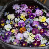 海蒂的花园角堇多品冬春开花熊猫堇庭院阳台花卉灵动植物盆栽苗