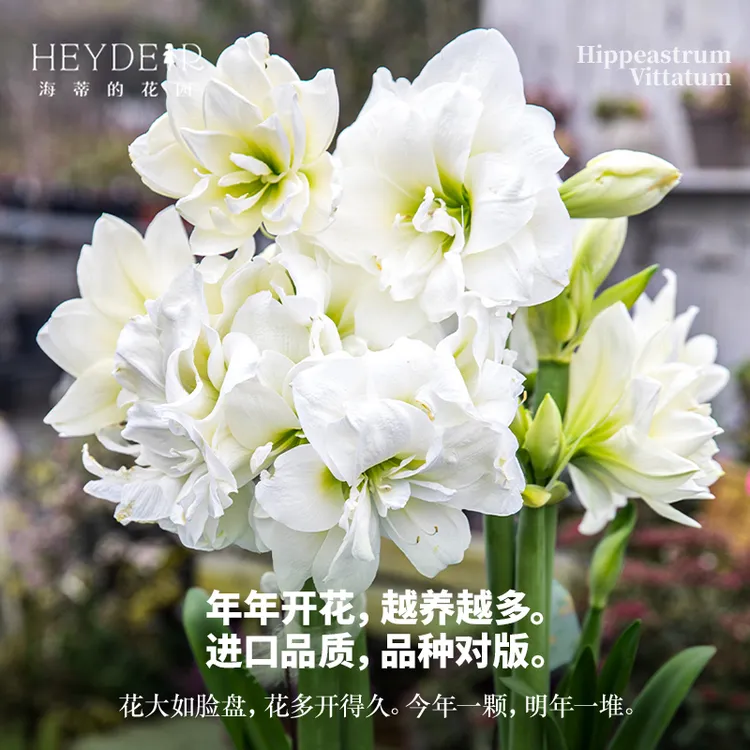 海蒂的花园朱顶红种球南非阿弗雷室内栽种阳台盆栽进口球根花卉
