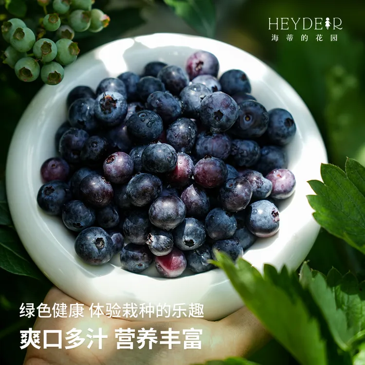 海蒂的花园多品蓝莓果树苗室外庭院阳台盆栽地栽多年生水果盆栽苗