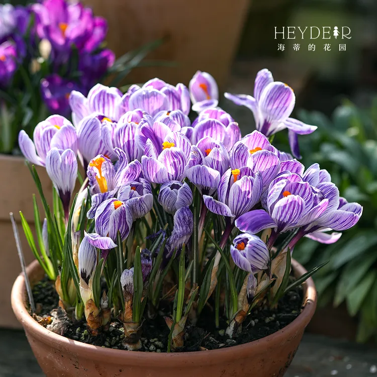 海蒂的花园进口番红花种球好养裸球根花卉多年生阳台庭院盆栽植物