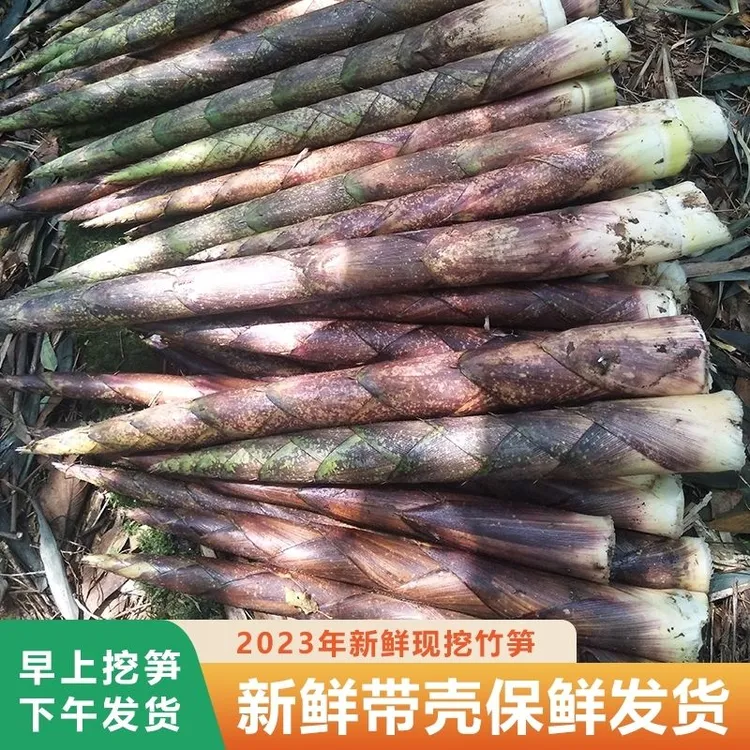 贵州新鲜带壳八月笋现摘现发当季野生小方竹笋刺竹笋整箱5斤9斤