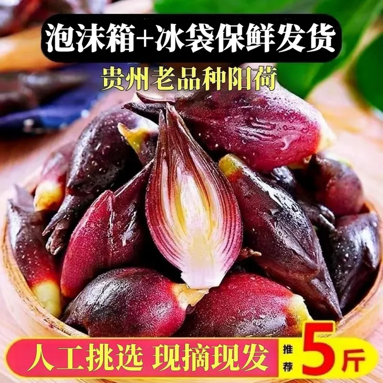 贵州新鲜现摘阳荷姜野菜洋荷洋霍蔬菜洋火胡姜炒菜阳荷菜一斤五斤