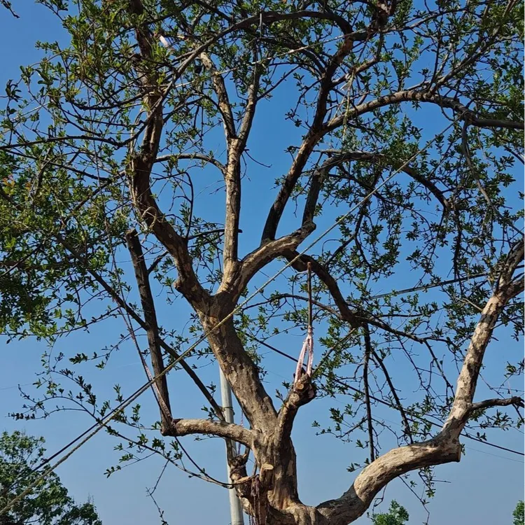 黑玛瑙无籽水晶适合庭院地栽阳台盆栽