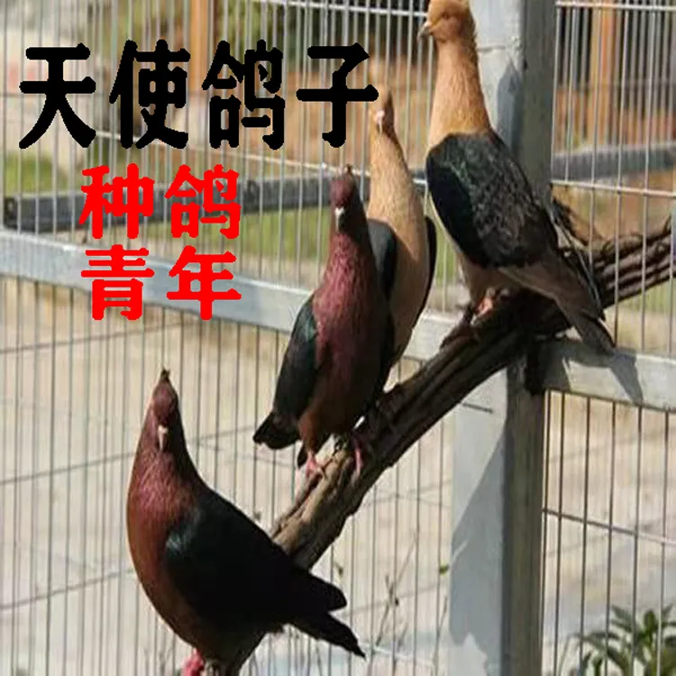 靓宠异族生鲜观赏鸽天使鸽子生鲜鸽子 500克顺丰京东包邮