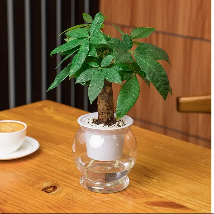 【拍一发二】发财树盆栽室内观叶植物办公桌客厅小盆栽净化空气耐养