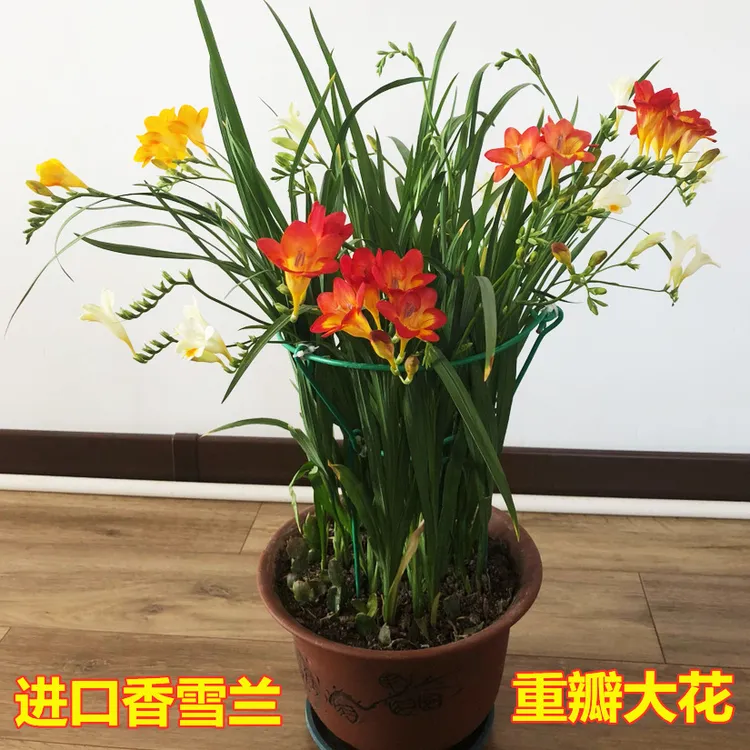 【新疆包邮】香雪兰种球盆栽室内外花卉四季易种多年生