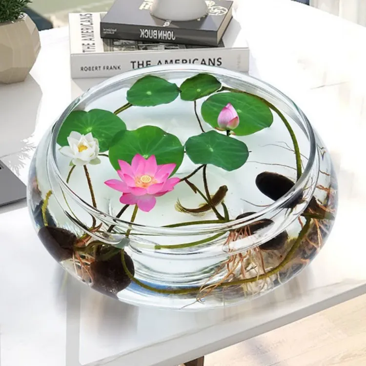 【新疆包邮】无土水培荷花盆栽 四季睡莲花籽