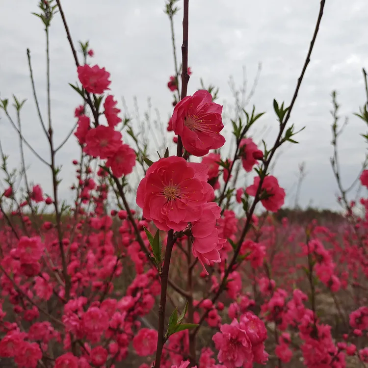 观赏桃花树苗千叶桃花许愿桃花树绿叶红花南北方种植风景树