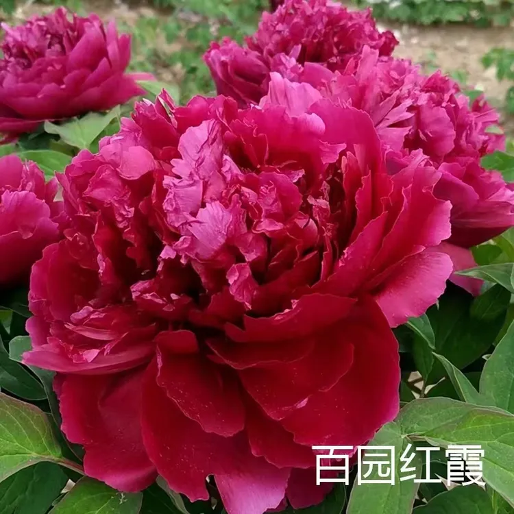 【百园红霞】盆养牡丹 原盆原土发货-庭院阳台花卉