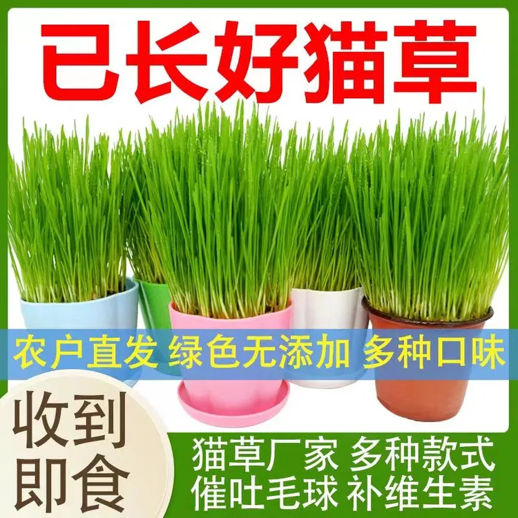现货已长好的猫草盆栽土培水培去毛球食用营养补充自种植套装猫条