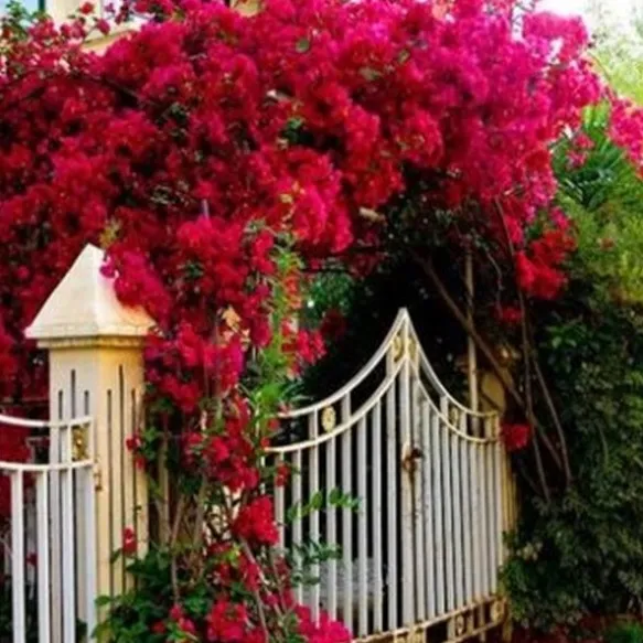 庭院绿化室内盆栽重瓣种子梅花籽三角梅攀援季节草本藤本花卉