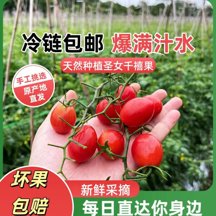 广东正宗电白冰糖心千禧果小番茄圣女果孕妇新鲜现发富含维生素