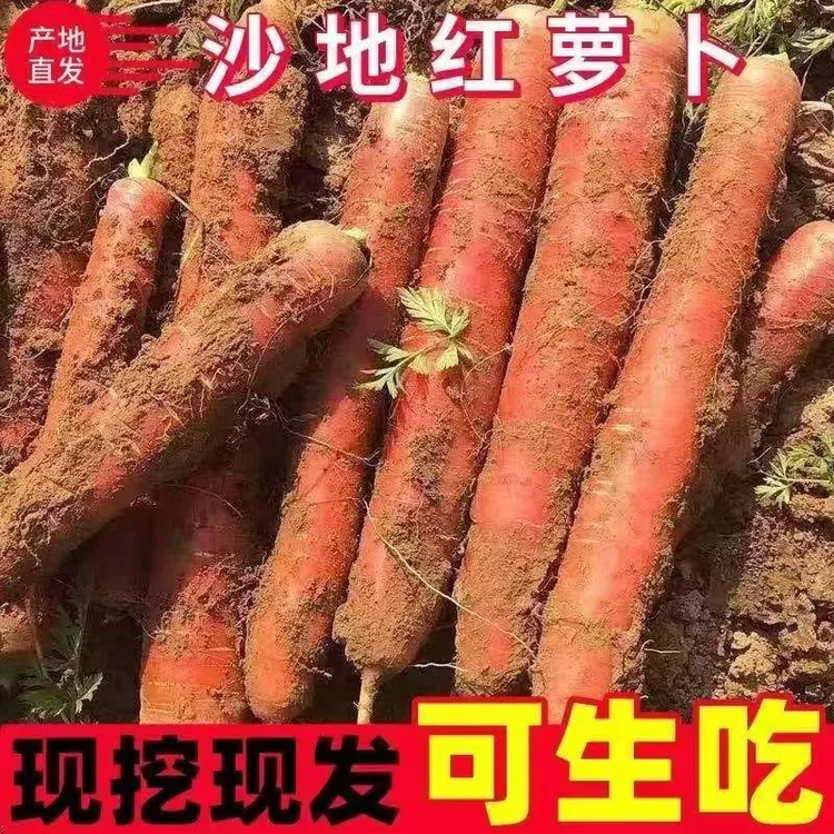 【坏果包赔】陕西沙地红萝卜新鲜蔬菜生吃脆甜水果红萝卜脆甜红萝卜