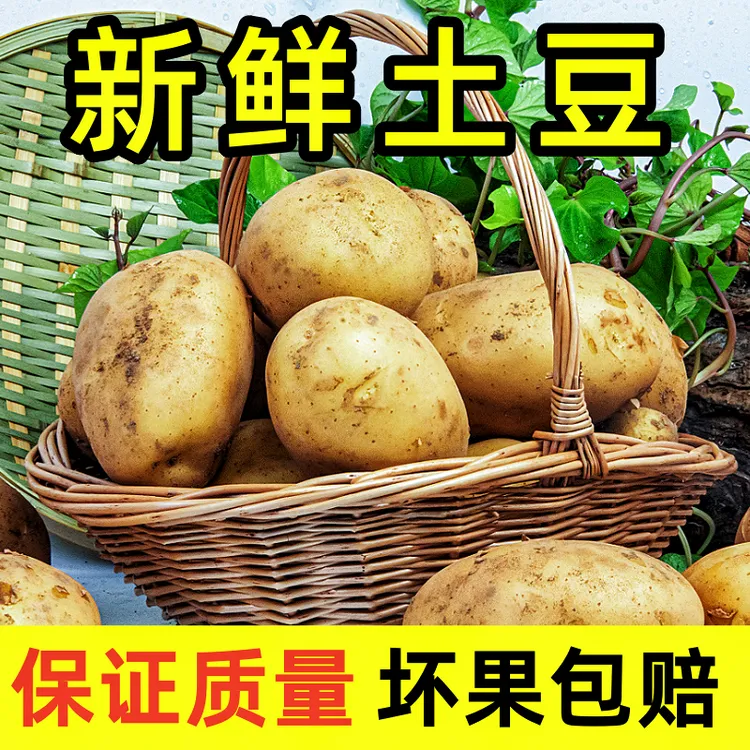 新鲜土豆黄皮大土豆非甘肃定西沙面粉糯洋芋农家自种马铃薯3-9斤