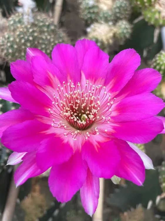 丽花 南客 5厘米侧芽