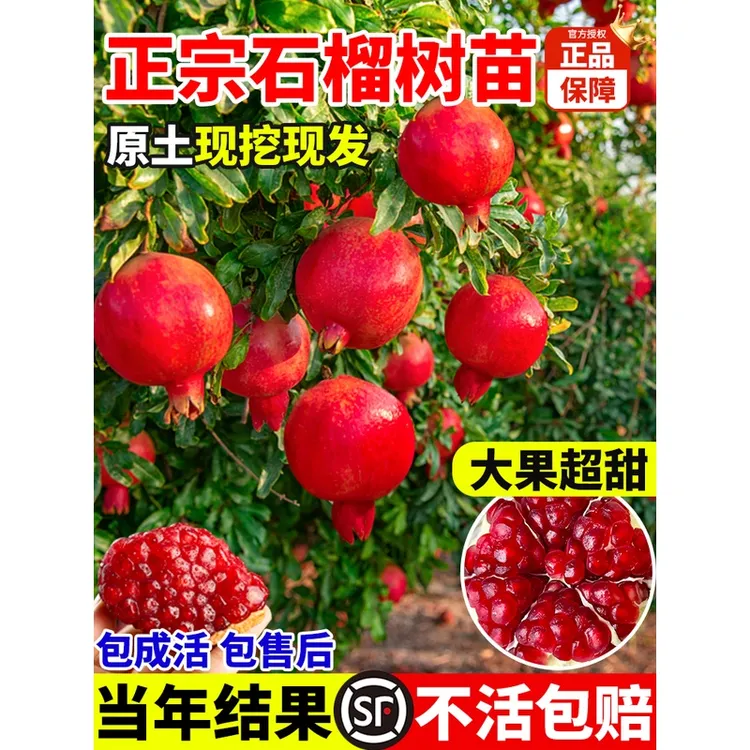 石榴树树苗突尼斯软籽带土特大无籽蒙自甜石榴老桩庭院盆栽果树苗