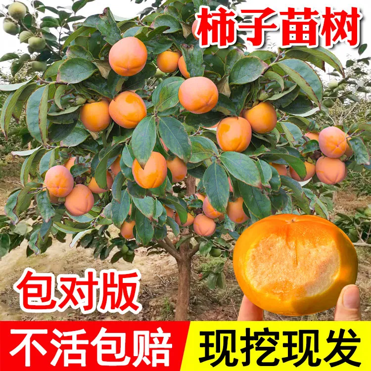 柿子苗树苗嫁接果树苗南北方种植地栽火晶柿脆甜柿子树苗当年结果