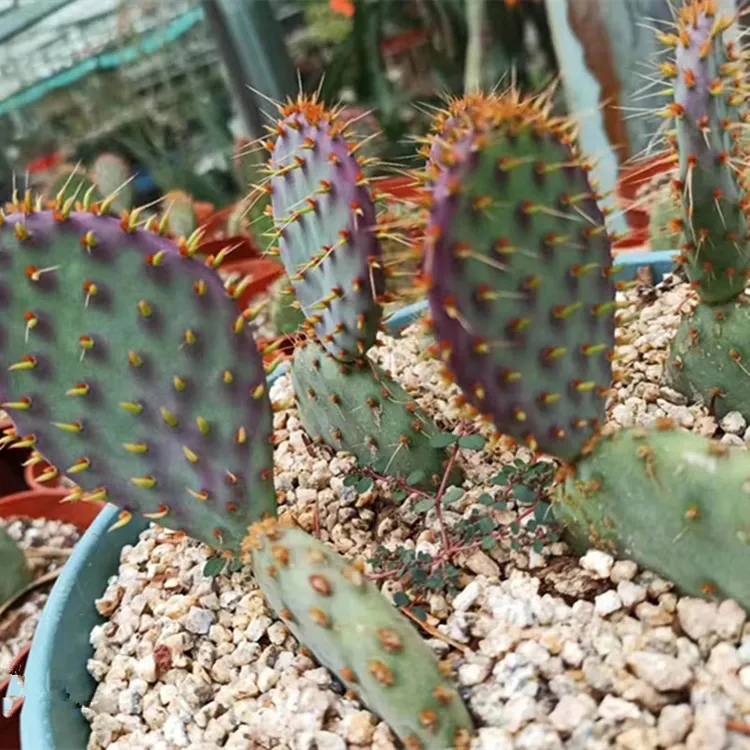 圣利塔耐寒四季变色单片仙人掌类多肉植物状态出紫色防辐射吸甲醛