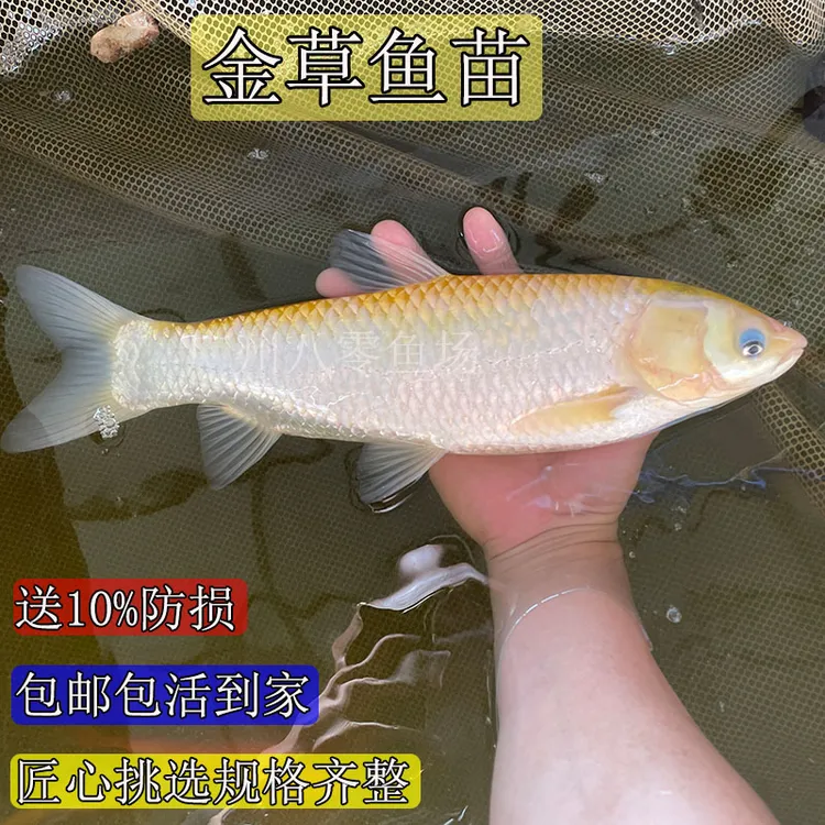 大规格俄罗斯金丝草鱼金皖鱼苗金草鱼淡水养殖食用包邮包活