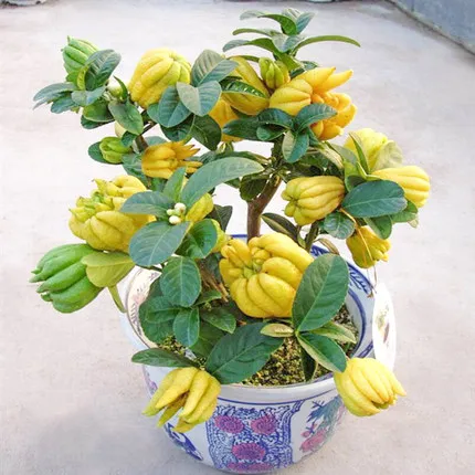 佛手苗金佛手花苗好养四季阳台室内盆栽庭院种植佛手柑绿植好养