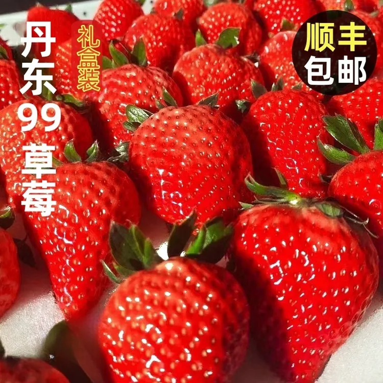 正宗丹东九九牛奶新鲜草莓99奶油香甜草莓礼盒新鲜水果顺丰包邮