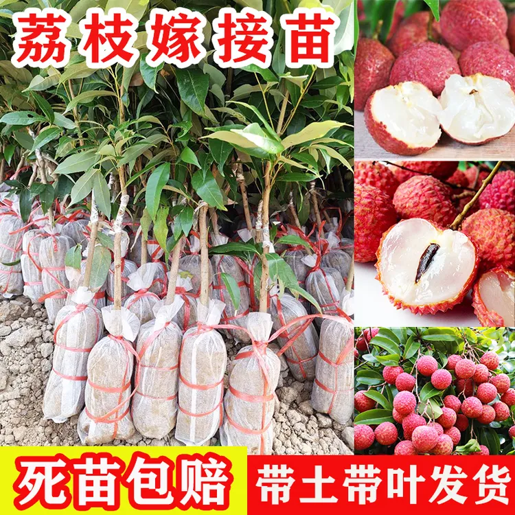 无核桂味荔枝树苗妃子笑冰荔南方北方种植新手盆栽地栽带土新品种