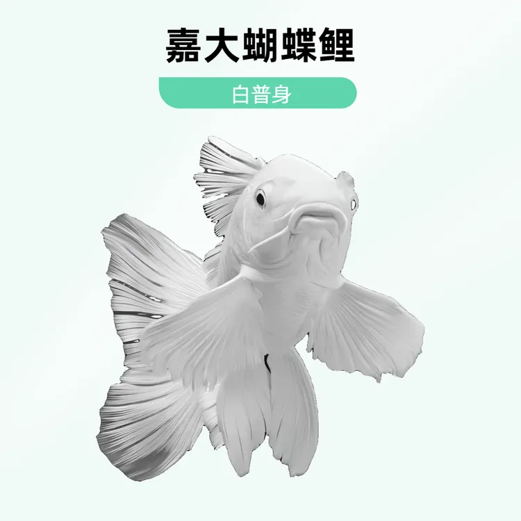【嘉大普身蝴蝶鲤】白普身尺寸规格直播间挑选鱼