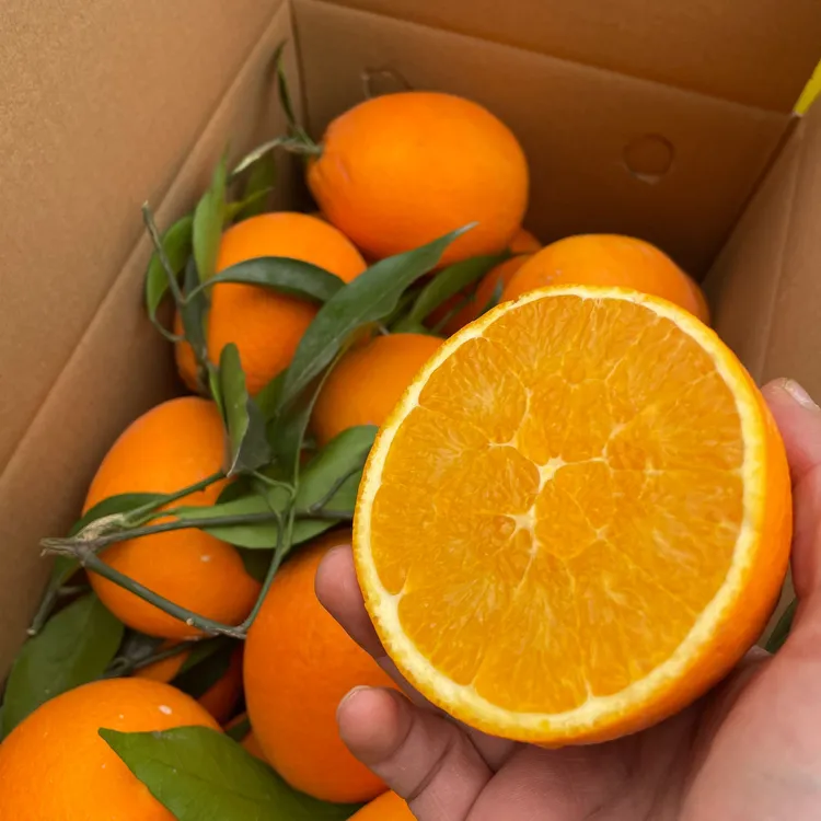 【坏果包赔】重庆奉节脐橙5斤10斤20斤装现摘现发新鲜当季水果包邮