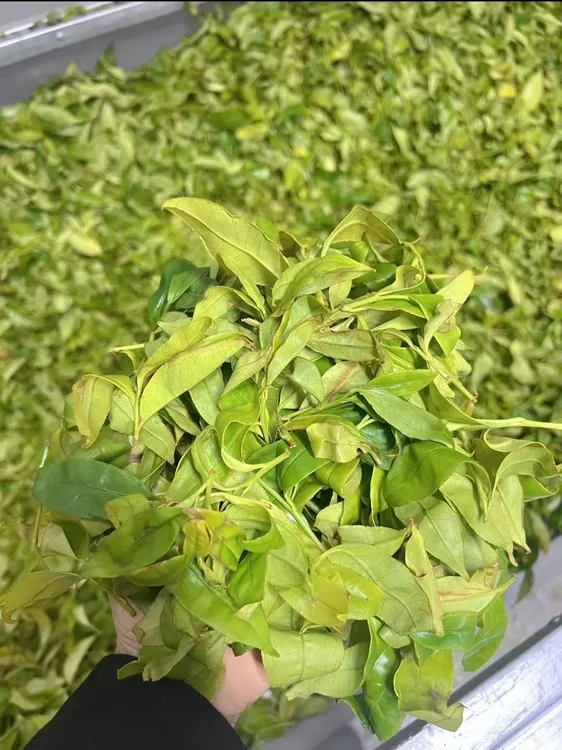 当季毛茶无挑选 袋装清香型 不好看好喝潮州凤凰单丛耐泡香气足