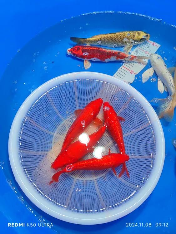 小锦鲤观赏鱼21/23红锦鲤红白古典黄金写孔雀父亲节孔雀鱼小型