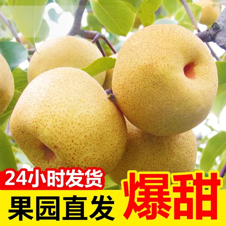 【爽口脆甜】蒲城酥梨5斤9斤酥梨新鲜正宗酥梨爽口多汁皮薄香甜陕西