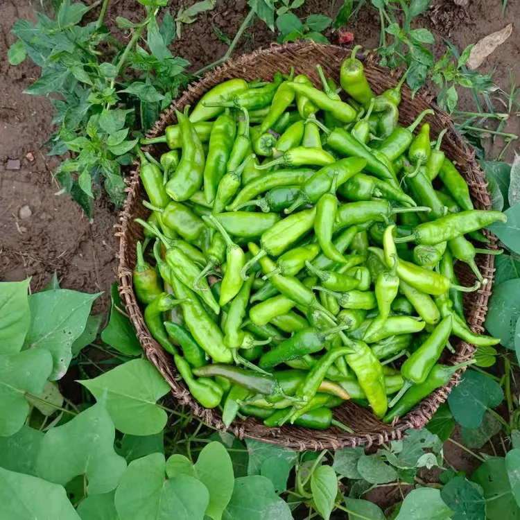 湖北宜昌当季露天新鲜薄皮辣椒新鲜青椒杭椒虎皮辣椒微辣辣椒香辣
