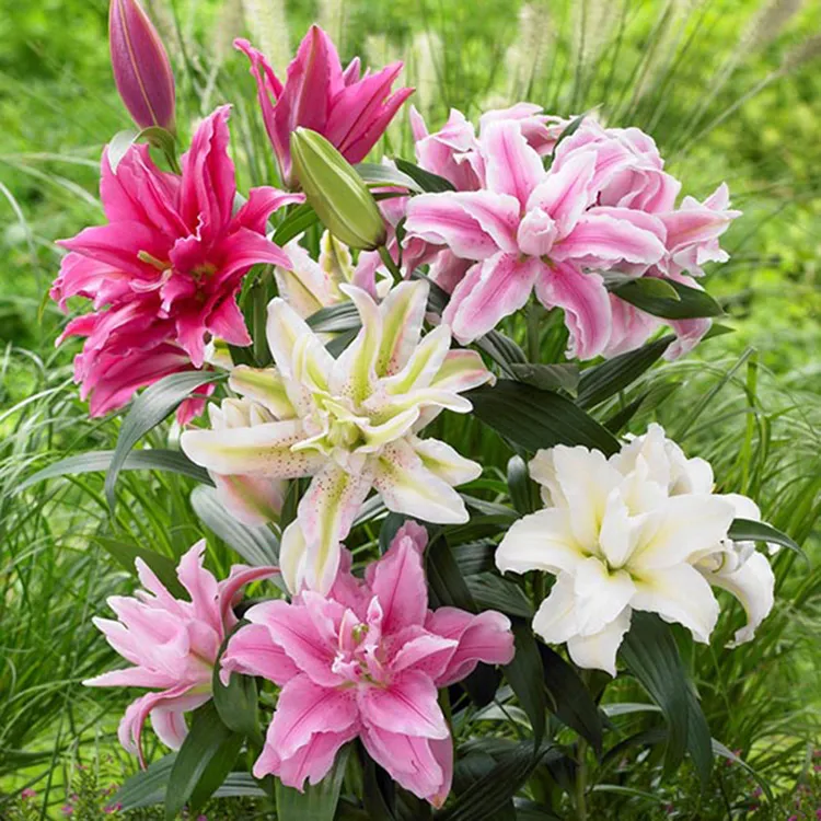 【新疆包邮】香水粉色百合亲密球根花卉植物盆栽绿植带芽鲜切花亲密