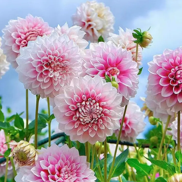 【新疆包邮9.9三个】大丽花种球地瓜花球根花卉大丽花重瓣盆栽植物