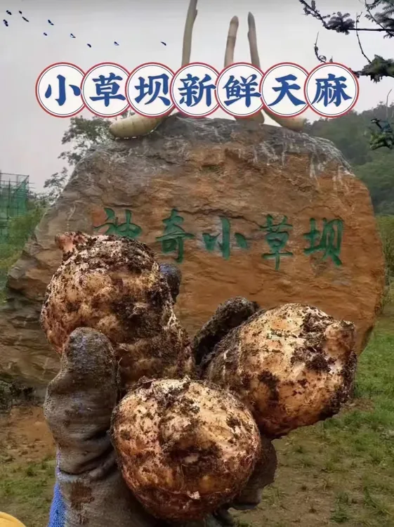 正宗云南昭通小草坝乌天麻，仿野生种植，三年有机，自己吃首选。